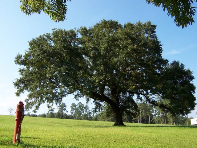 the-most-common-trees-in-the-uk-x-world