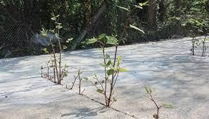 Dealing with Japanese Knotweed if you Find it in the Garden