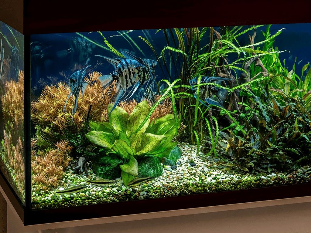 Affordable aquarium treatments for maintaining a healthy fish tank